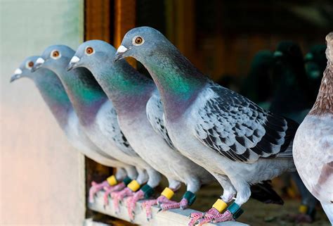 pampanga bulacan pigeon clocking|Bulacan.
